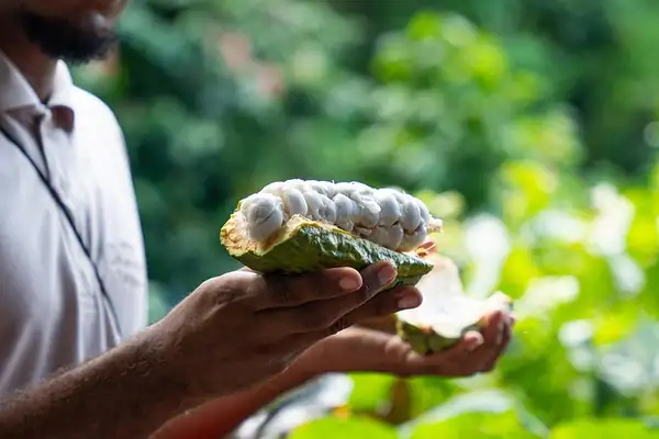 Saint Lucia Drinking Tours: Find 7 Delicious Adventures