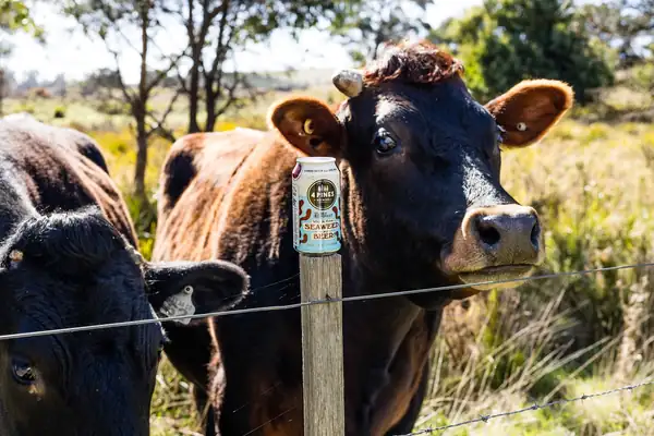 La reducción del metano inspira la creación de una “cerveza de algas”