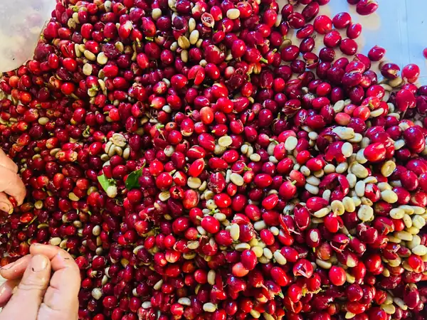 El cultivo de café está experimentando un resurgimiento en Argentina