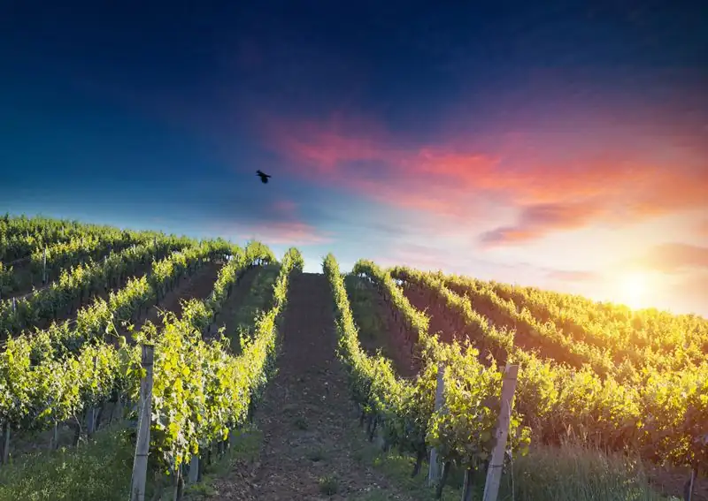 TripAdvisor ranks a Madrid wine route among the best in the world
