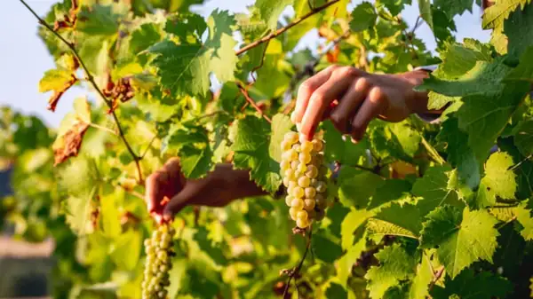 Eating in Cosenza, a weekend in Calabria with wine and 'nduja-filled pasta dishes