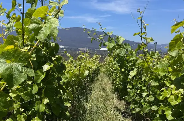 Mac Forbes Wines goes into administration