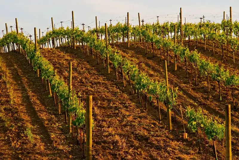 Italia está considerando detener la plantación de nuevos viñedos debido al exceso de oferta de vino