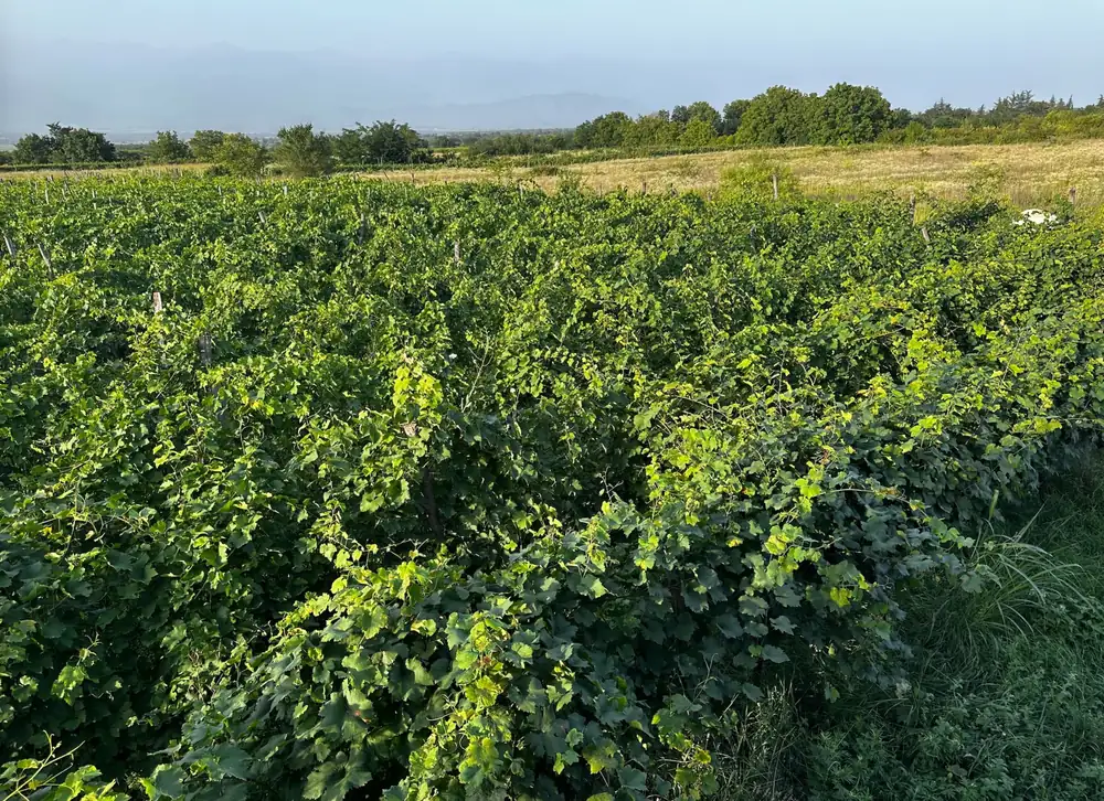 Georgia, el paraíso virgen del vino