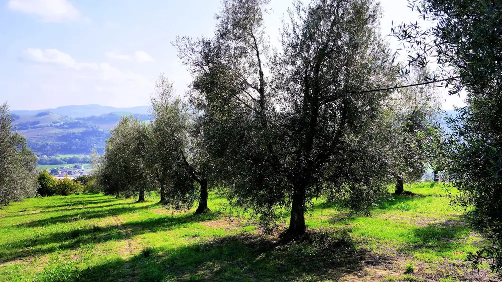 Family-Run Olive Oil Business Thrives in Central Italy