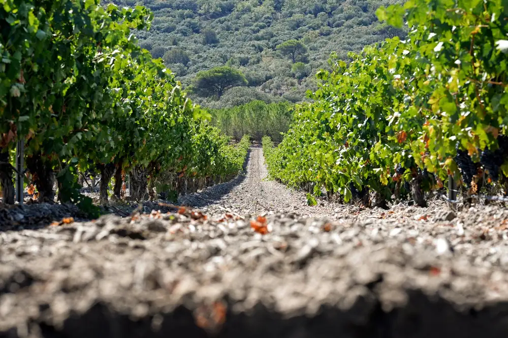 La Milla de Oro del Vino se convierte en la Milla de las Estrellas