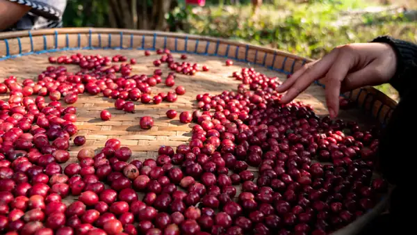Coffee News Recap, 9 Dec: Jibbi Little wins 2022 World AeroPress Championship, EU agrees to ban coffee and other imports linked to deforestation & other stories