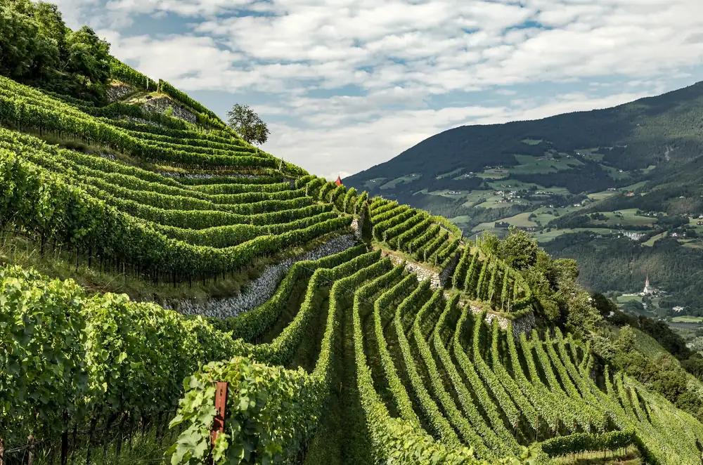 Alto Adige combines altitude and microclimates for more than twenty grape varieties