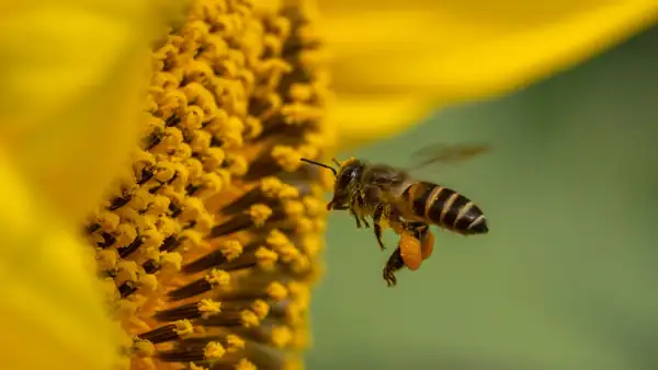 Organic honey is the future of bees, and of all of us