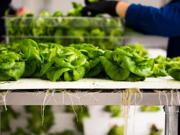 Could Indoor Farming Be the Future of Agriculture?