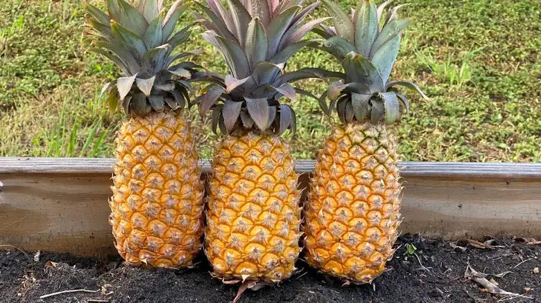 The Antigua Black Pineapple Is Said To Be The Sweetest In The World