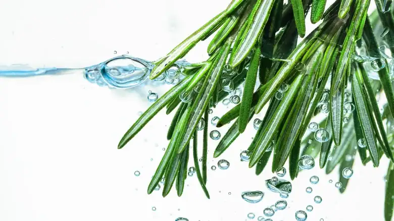 Make Your Water More Elegant By Adding A Sprig Of Fresh Rosemary