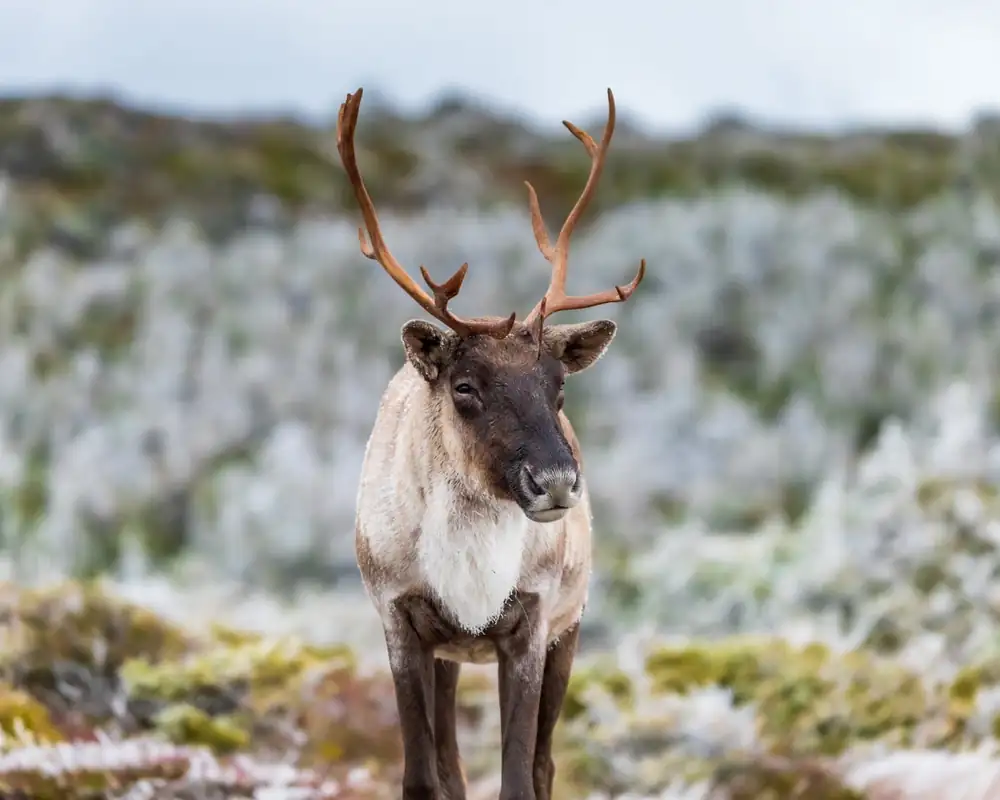 Millions of dollars in funding but still no plan: can Quebec save its caribou from extinction?