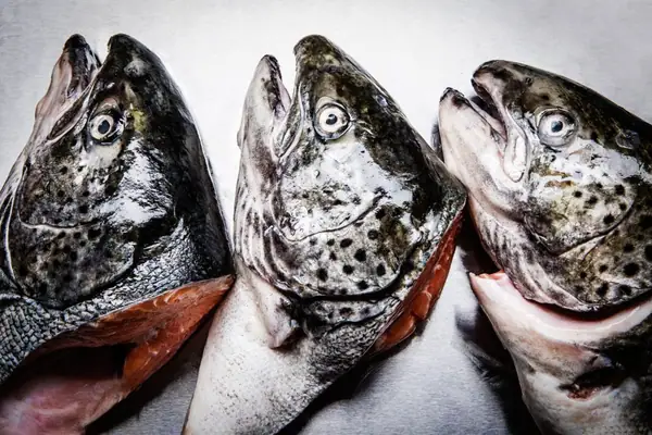 Fear Not the Fish Head