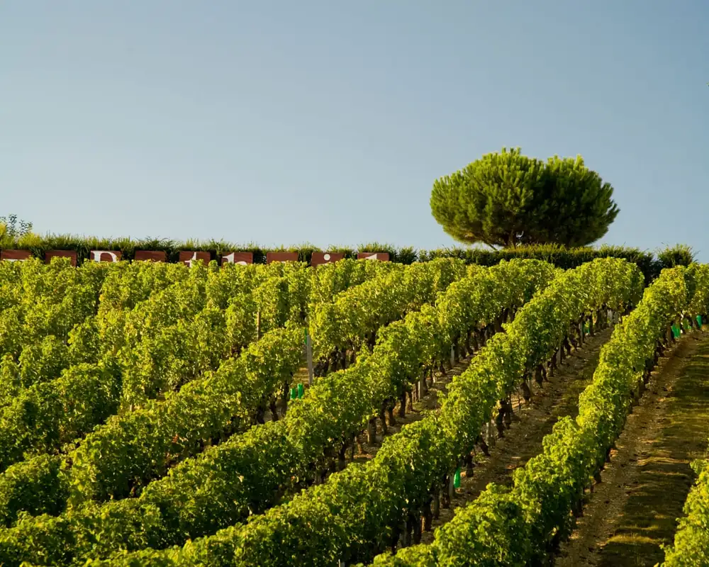 Descorchando el crémant, la alternativa asequible al champán