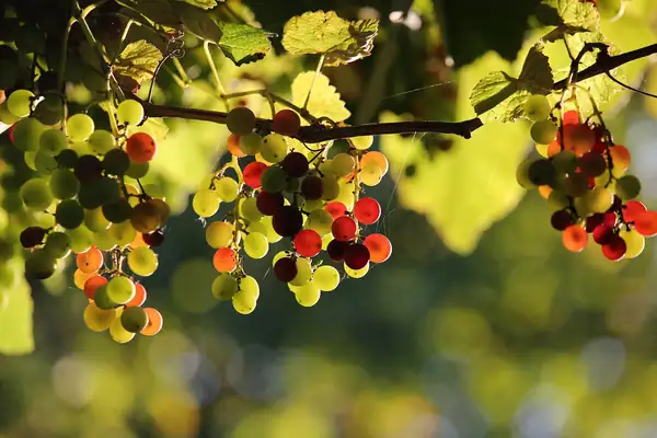 Six ancestral grape varieties are being recovered in Castile and León