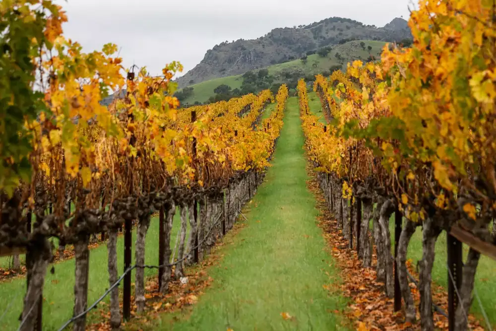 El vino de California vuelve a quedar en evidencia al intensificarse la disputa comercial entre Estados Unidos y Canadá
