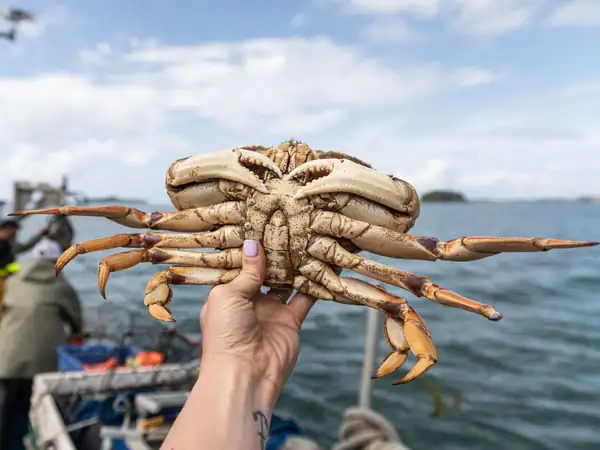 Crab fest shines spotlight on B.C.’s Dungeness fishery at trying time