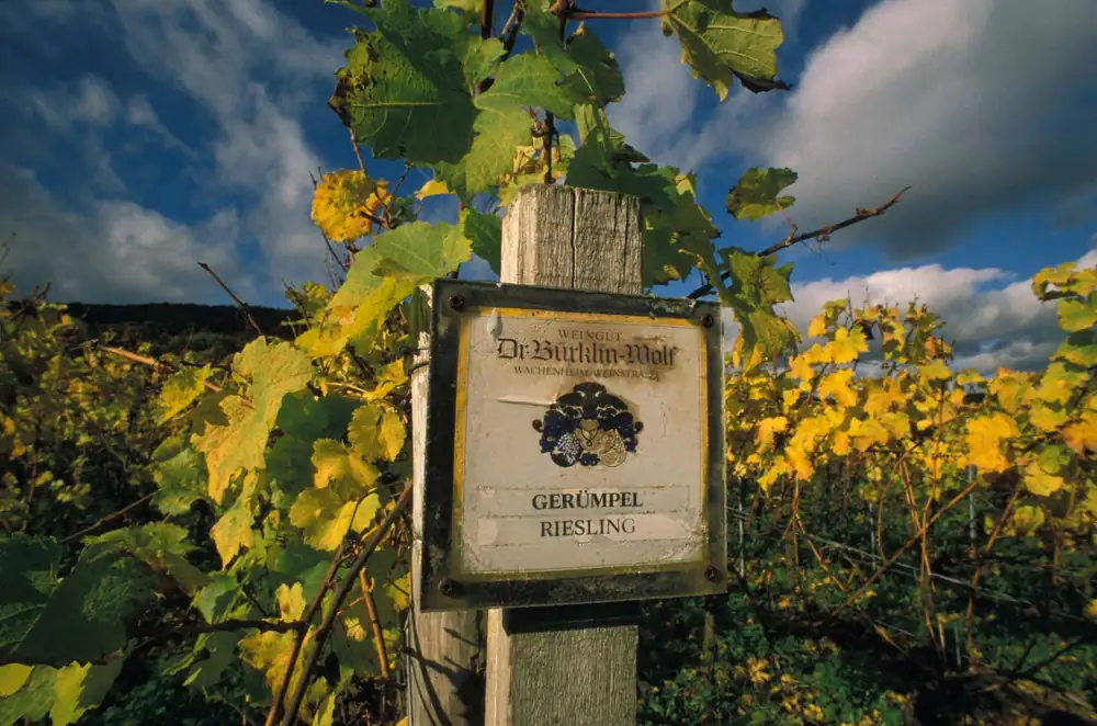 Why Riesling and Negroni are so highly regarded by professionals
