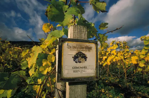 Why Riesling and Negroni are so highly regarded by professionals