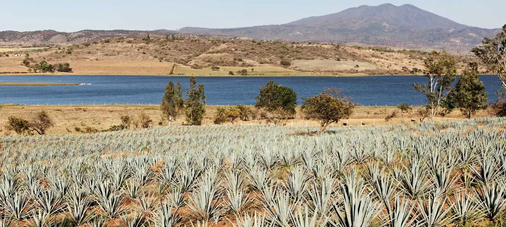 What Happens When You Treat Making Tequila Like Champagne