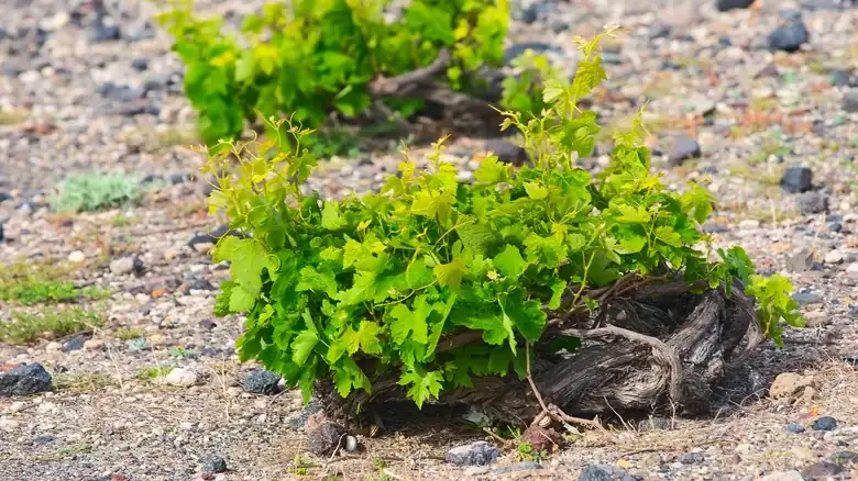 La forma única y tradicional en que se cultivan las uvas en Grecia