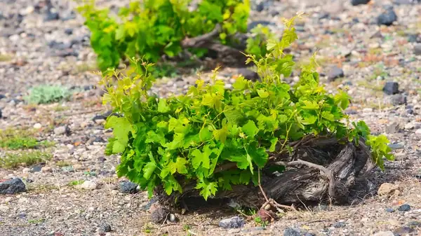 The Unique, Traditional Way Grapes Are Grown In Greece