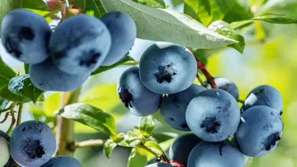 How To Pick Out The Best Blueberries