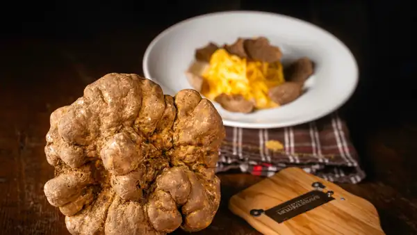 The best truffles to give as Christmas gifts: new products from Savini Tartufi