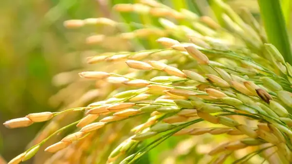 The Storied History Of Carolina Gold Rice