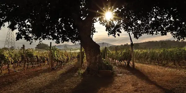 Un mundo de vinos indios que empieza a consolidarse en el panorama mundial