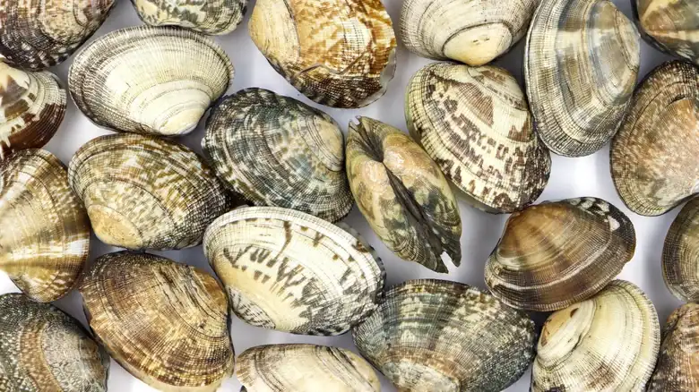 Soft-shell clams versus hard-shell clams: What's the difference?