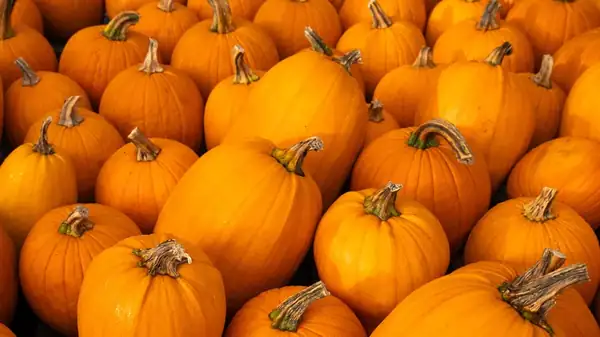 How Many Pumpkins Do You Need For A Pie?