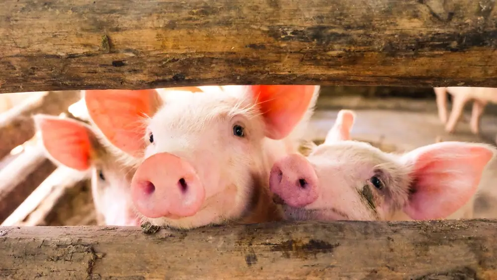 Pork Checkoff apuesta por primera vez a la innovación de las startups con el nuevo programa acelerador MidWest THRIVE