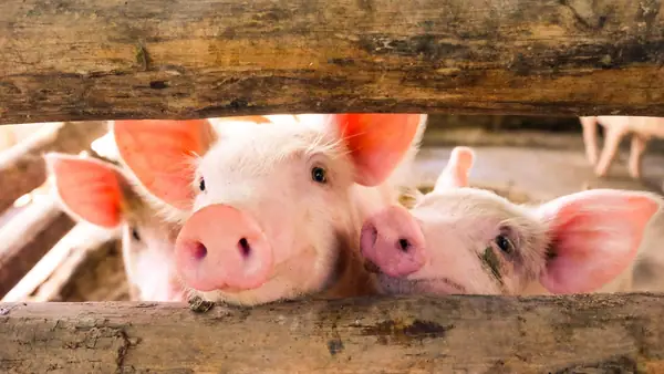 Pork Checkoff Embraces Startup Innovation for First Time with New MidWest THRIVE Accelerator Program