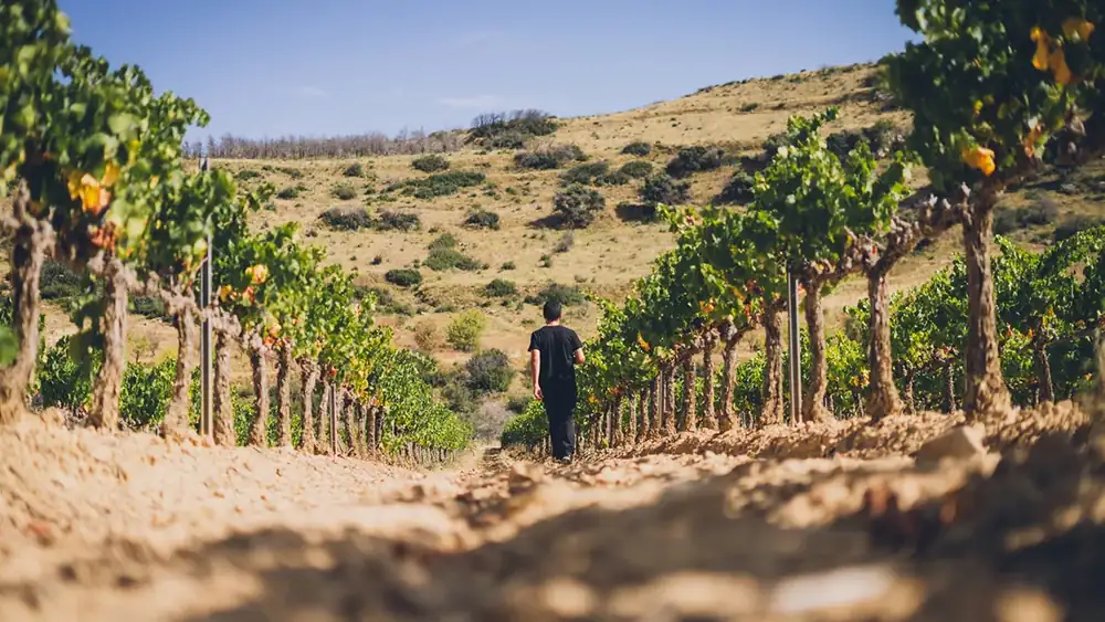 El pueblo navarro de 400 habitantes que esconde el mejor vino blanco de 2026: “Tiene 98 puntos”