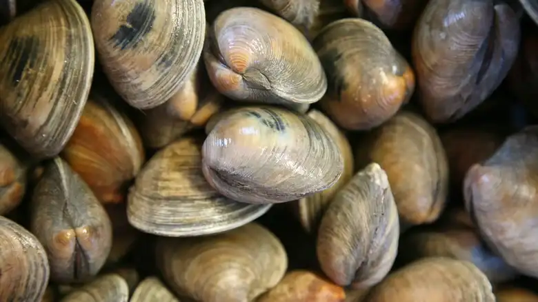 No cocines demasiado las almejas. Aquí te explicamos cómo cocinarlas en el momento justo