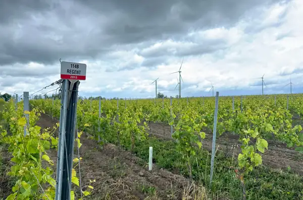Polish wine: Five things to know