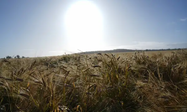 The finest sustainable barley of 2023