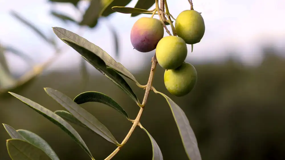 Un estudio relaciona el aumento de las temperaturas con cambios en la composición del aceite de oliva
