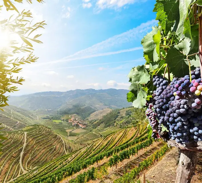 Vineyard breaks in Porto and the Douro Valley