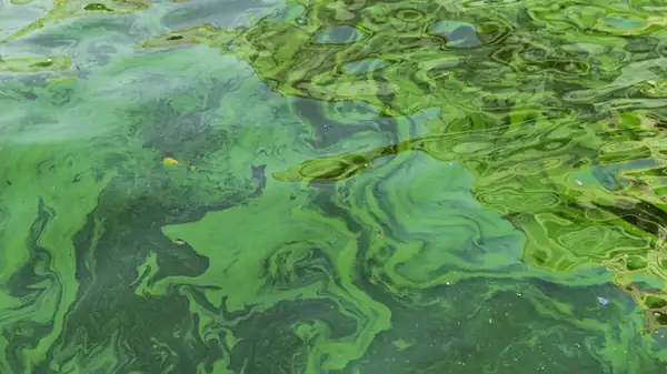 How Algae Could Become The New Superfood