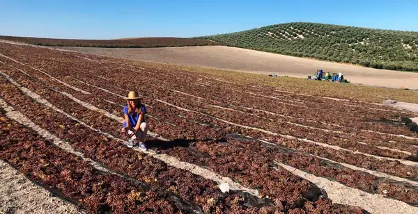 De un pequeño pueblo al mundo: el vino chileno de uva País, secado al sol, recupera prestigio y mercados