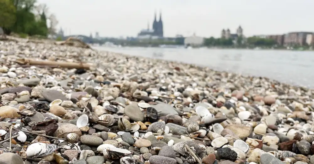 Where do all the mussels on the banks of the Rhine actually come from?