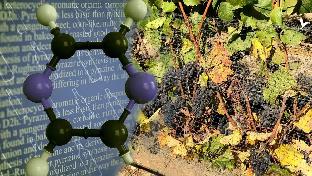 The Science of Pyrazines in Wine