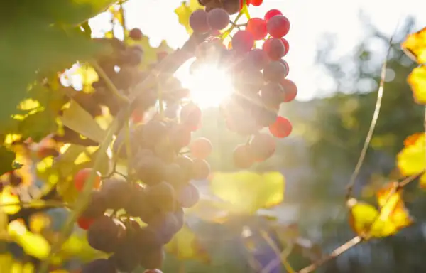 Climate change and wine: “The real challenge will be to change without losing our identity.”
