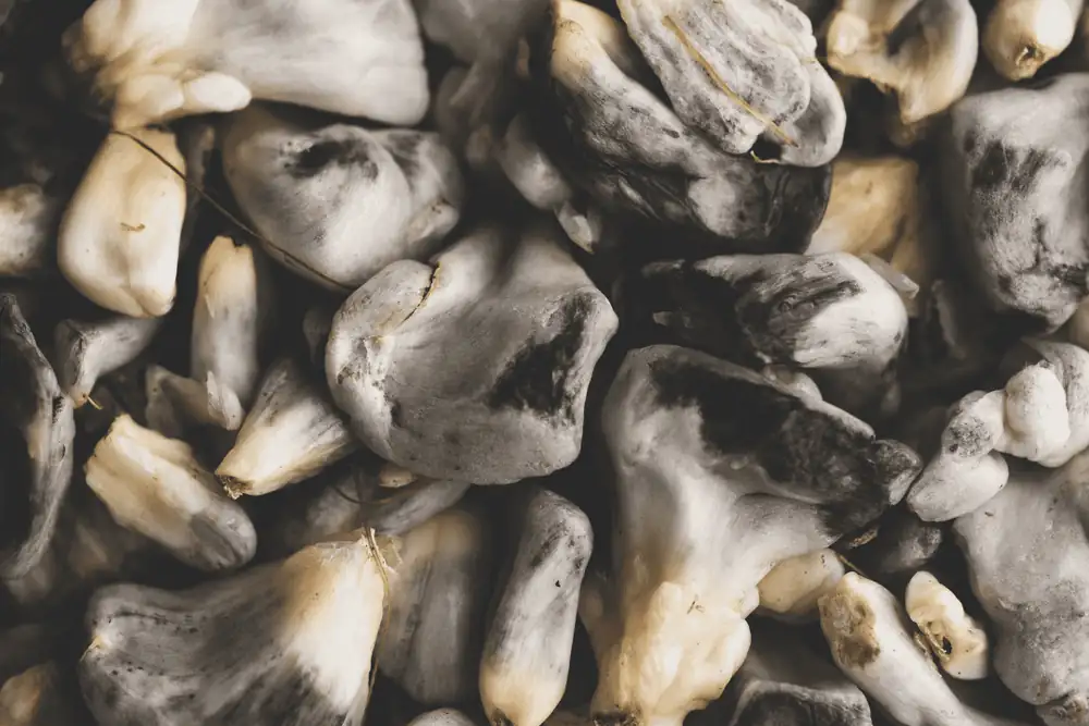 Huitlacoche, the corn fungus that Mexico celebrates while Europe usually destroys the harvest