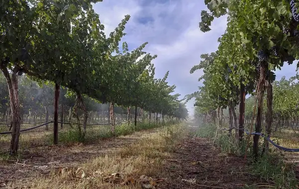 Tarara: Mitigación del calor para las vides