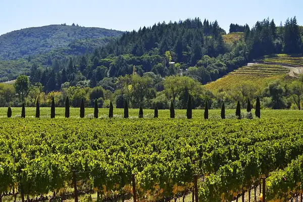 The Best 10 Romanian White Wines