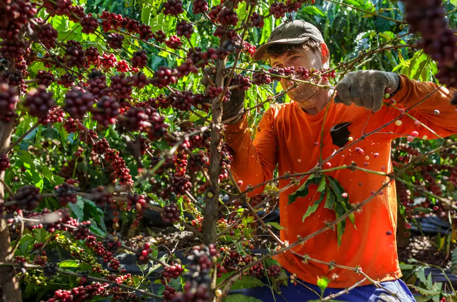 The Coffee in Numbers panel offers an integrated view of Brazilian coffee